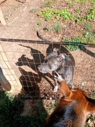 Found/Stray Female Dog last seen Near 4 way stop sign, Gastonia, NC 28052