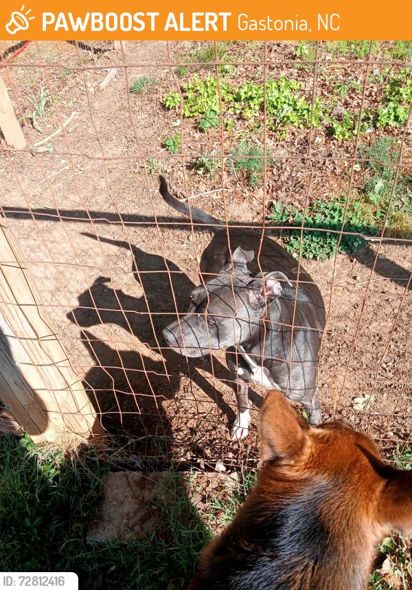 Found/Stray Female Dog last seen Near 4 way stop sign, Gastonia, NC 28052