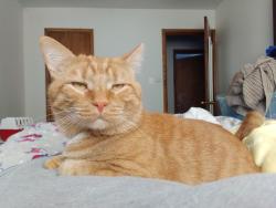 Lost Male Cat last seen Saint Francis School , Saint Albans, WV 25177