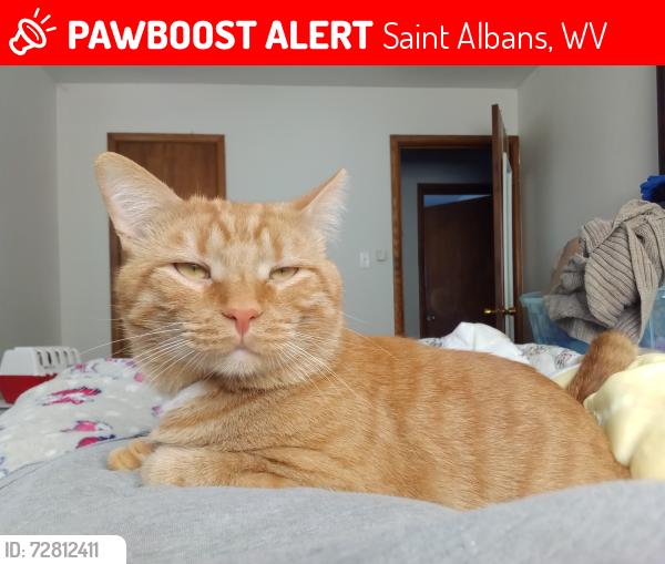 Lost Male Cat last seen Saint Francis School , Saint Albans, WV 25177