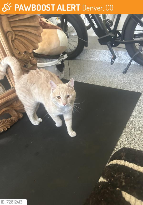 Found/Stray Male Cat last seen 6th Ave, Hilltop, Denver, CO 80220