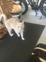 Found/Stray Male Cat last seen 6th Ave, Hilltop, Denver, CO 80220