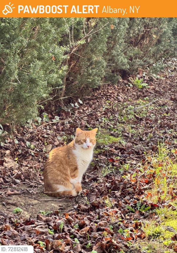 Found/Stray Unknown Cat last seen Tampa & Greenway, Albany, NY 12208