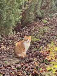 Found/Stray Unknown Cat last seen Tampa & Greenway, Albany, NY 12208