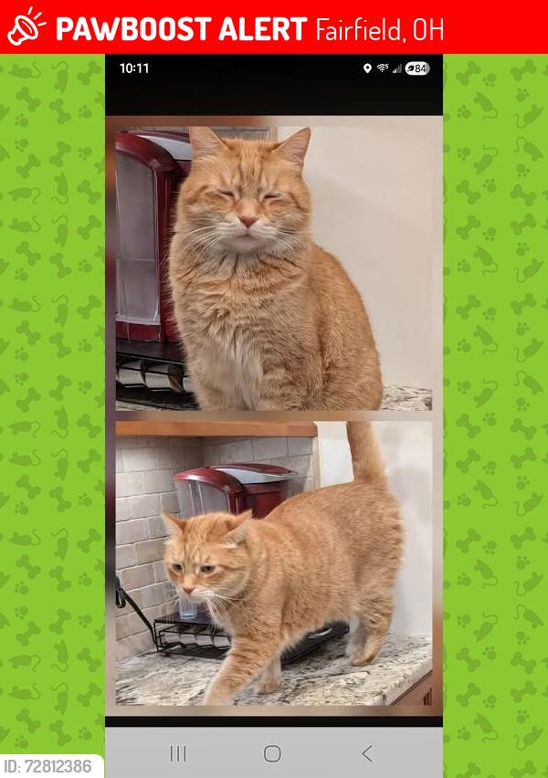 Lost Male Cat last seen Near Crestview Ave. Fairfield, Ohio 45014, Fairfield, OH 45014