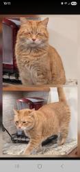 Lost Male Cat last seen Near Crestview Ave. Fairfield, Ohio 45014, Fairfield, OH 45014
