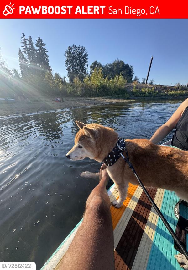 Lost Male Dog last seen Bayard and Garnett , San Diego, CA 92109