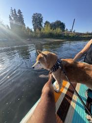 Lost Male Dog last seen Bayard and Garnett , San Diego, CA 92109