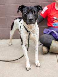 Shelter Stray Male Dog last seen Near Rockland Road Lithonia, 30038, 30038, GA, Atlanta, GA 30341