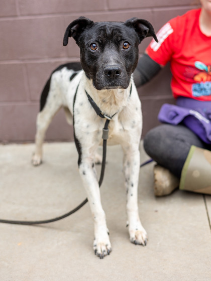 Shelter Stray Male Dog last seen Near Rockland Road Lithonia, 30038, 30038, GA, Atlanta, GA 30341