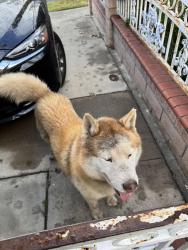 Found/Stray Unknown Dog last seen Segerstrom and flower, Santa Ana, CA 92707