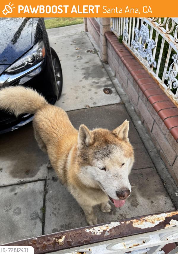 Found/Stray Unknown Dog last seen Segerstrom and flower, Santa Ana, CA 92707