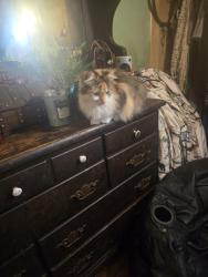 Lost Female Cat last seen Rightmire Blvd and Bricker blvd, Columbus, OH 43221
