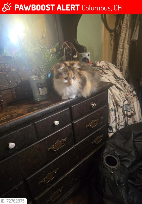 Lost Female Cat last seen Rightmire Blvd and Bricker blvd, Columbus, OH 43221