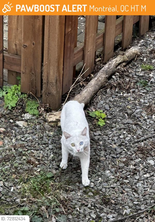 Found/Stray Unknown Cat last seen Maréchal and Lacombe, Montréal, QC H3T 1M8