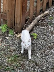 Found/Stray Unknown Cat last seen Maréchal and Lacombe, Montréal, QC H3T 1M8