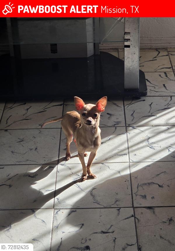 Lost Male Dog last seen La lomita dr , Mission, TX 78572