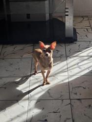 Lost Male Dog last seen La lomita dr , Mission, TX 78572