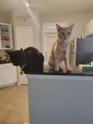 Lost Female Cat last seen est Hill and stone oak, San Antonio, TX 78258