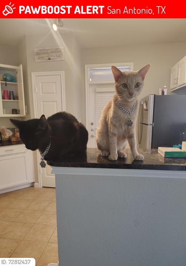 Lost Female Cat last seen est Hill and stone oak, San Antonio, TX 78258