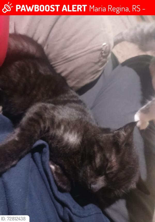 Lost Male Cat last seen Próximo ao Campo Palmeirinhas , Maria Regina, RS 94828-410