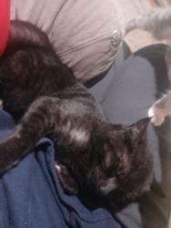Lost Male Cat last seen Próximo ao Campo Palmeirinhas , Maria Regina, RS 94828-410