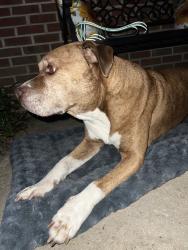 Found/Stray Male Dog last seen Stiner Rd, Globemaster Ave, Spring Lake, NC 28307