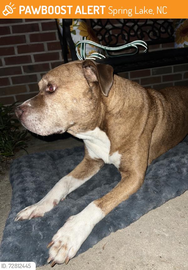 Found/Stray Male Dog last seen Stiner Rd, Globemaster Ave, Spring Lake, NC 28307
