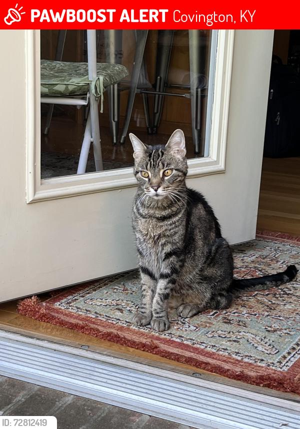 Lost Male Cat last seen Taylor Mill Swim Club , Covington, KY 41015