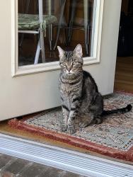 Lost Male Cat last seen Taylor Mill Swim Club , Covington, KY 41015