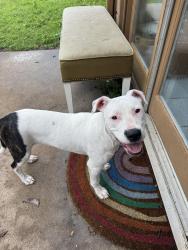 Found/Stray Female Dog last seen Maple Branch Craft Brewery, Fort Worth, TX 76107