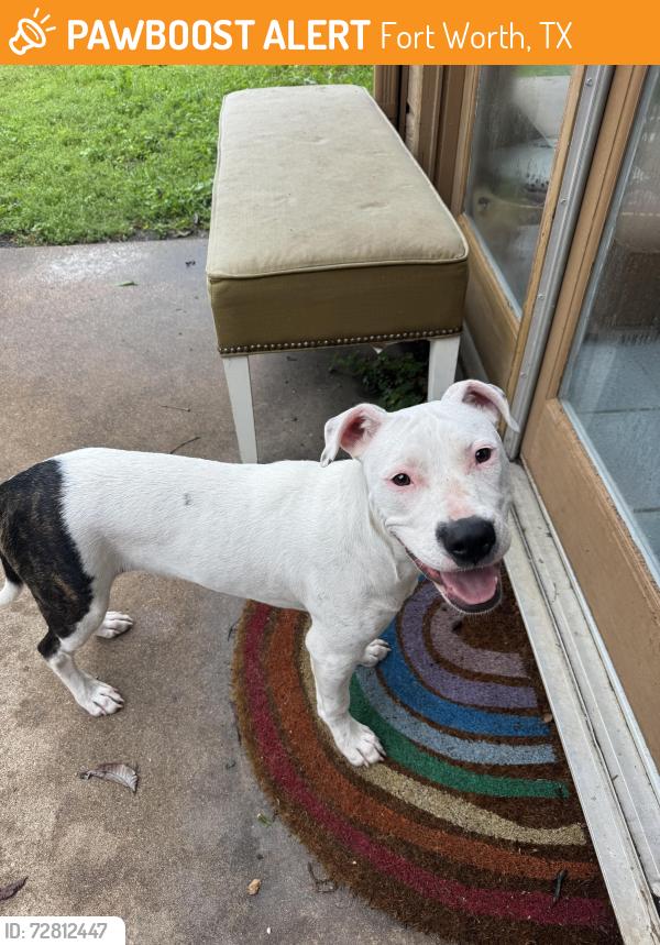 Found/Stray Female Dog last seen Maple Branch Craft Brewery, Fort Worth, TX 76107