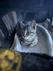 Found/Stray Unknown Cat last seen J st & kamala school, Oxnard, CA 93033