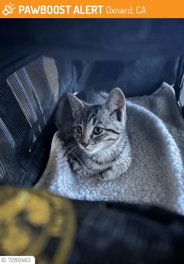 Found/Stray Unknown Cat last seen J st & kamala school, Oxnard, CA 93033