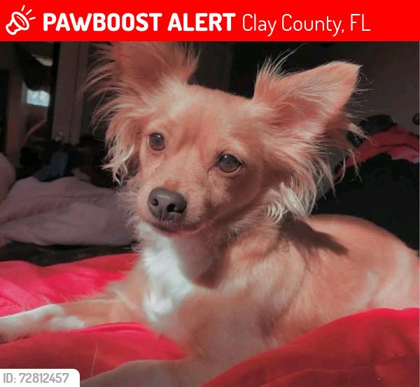 Lost Male Dog last seen Discovery drive, Clay County, FL 32068
