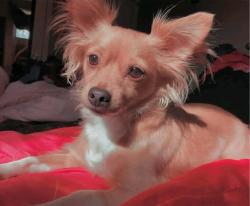 Lost Male Dog last seen Discovery drive, Clay County, FL 32068