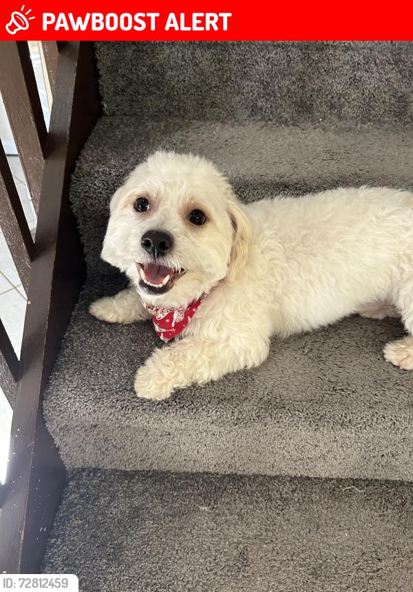 Lost Male Dog last seen Near henthorne drive , Lake Worth Beach, FL 33461