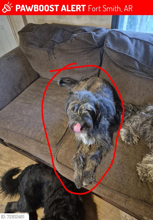 Lost Female Dog last seen Zero street, Fort Smith, AR 72902