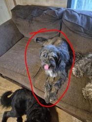 Lost Female Dog last seen Zero street, Fort Smith, AR 72902