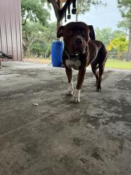 Found/Stray Male Dog last seen Lake Lizzie, St. Cloud, FL 34771