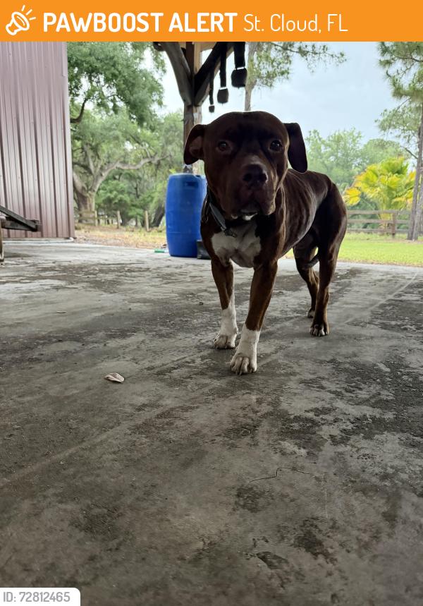 Found/Stray Male Dog last seen Lake Lizzie, St. Cloud, FL 34771