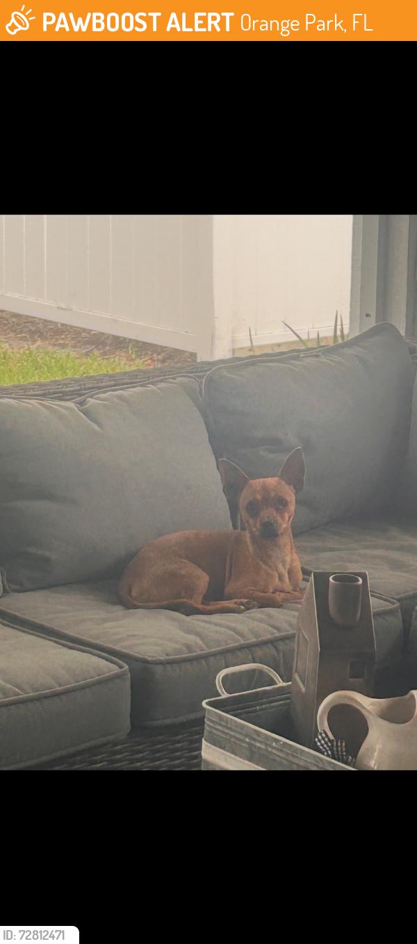 Found/Stray Male Dog last seen Cheswick oaks, Orange Park, FL 32073