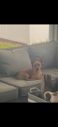 Found/Stray Male Dog last seen Cheswick oaks, Orange Park, FL 32073