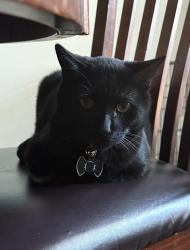 Lost Male Cat last seen Bass Blvd and Expressway 83, Harlingen, TX 78552