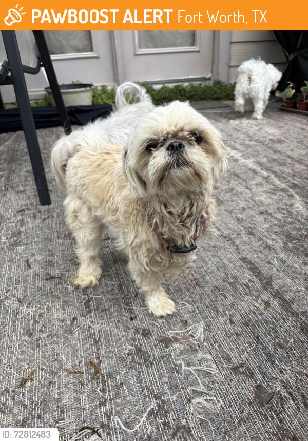 Found/Stray Female Dog last seen Shallow creek dr, Fort Worth/saginaw, Fort Worth, TX 76179