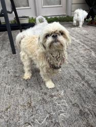 Found/Stray Female Dog last seen Shallow creek dr, Fort Worth/saginaw, Fort Worth, TX 76179