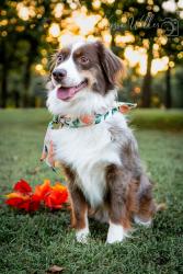 Lost Female Dog last seen N College Ave, Fayetteville, AR 72702