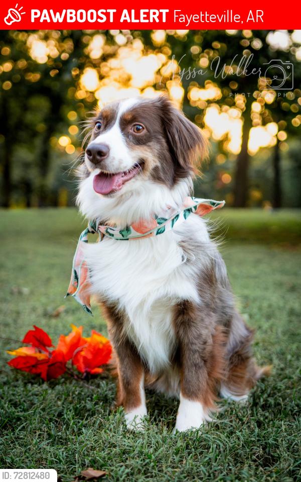 Lost Female Dog last seen N College Ave, Fayetteville, AR 72702