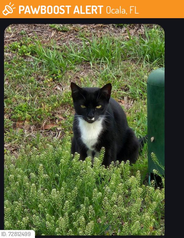 Found/Stray Unknown Cat last seen 88th Place , Ocala, FL 34471