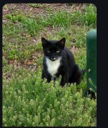 Found/Stray Unknown Cat last seen 88th Place , Ocala, FL 34471